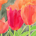 Orange and Red Tulips