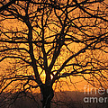 Sunrise Behind Walnut Tree