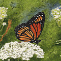 Viceroy Butterfly on Queen Anne's Lace Watercolor Batik