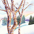 Winter Birches